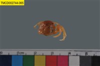 藏品(短指和尚蟹)的圖片